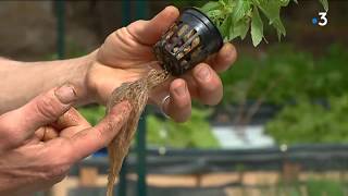 L' aquaponie : faire pousser des légumes grâce à des poissons en Creuse