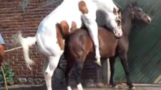 White Horse Mating