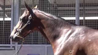 2017 Gold Coast Magic Millions Fastnet Rock x Zavana