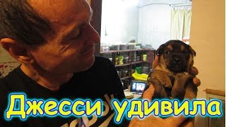 В семье снова пополнение ))) Где котята Мурки? (10.17г.) Семья Бровченко.