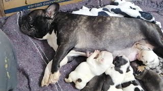 Cachorros Comiendo Teta  Con La Madre Cuidado De Camadas