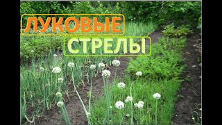 Срочно удаляйте СТРЕЛКИ Лука, что бы лук был крупным
