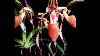 Рaphiopedilum sanderianum (Пафеопедилум сандерианум)...