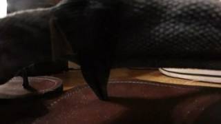 VR Macro Flip Flops