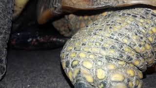 APAREAMIENTO DE TORTUGAS