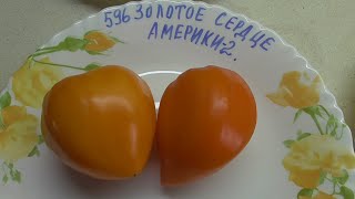 ТОМАТ "ЗОЛОТОЕ СЕРДЦЕ АМЕРИКИ",(Golden Heart of America, США) . №596. ДЕГУСТАЦИЯ. 