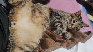 猫と仲良し あるダンサーパパに捧げる