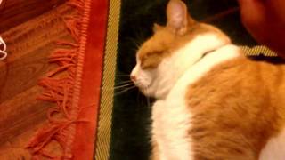 Tickling cat ears-funny video
