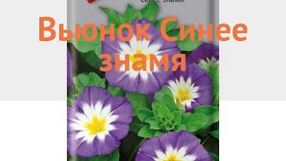 Вьюнок обыкновенный Синее знамя (sinee znamya) ? обзор: как сажать, семена вьюнока Синее знамя