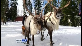 В горах Сочи открыли оленью ферму