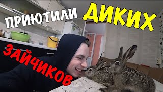 НАШЛИ ДИКИХ ЗАЙЦЕВ!