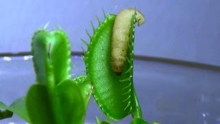 Venus Fly Trap Eating Live Insects