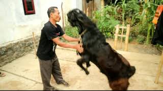 KAMBING UMUR 13 BULAN , CALON BANDOT . DIKANDANG PAK NUR BANJARNEGARA
