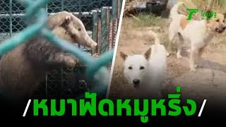 ใหญ่ฟัดใหญ่! รอดหวุดหวิดหมูหริ่งปะทะหมาเจ้าถิ่น | 04-02-63 | ตะลอนข่าว