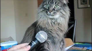 Говорящие и поющие коты!  Talking and singing cats!