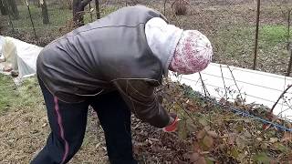 Укрытие садовой-неморозостойкой ежевики.