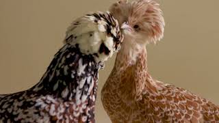 Video marchesi con la gallina padovana