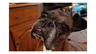 Boxer Dog Demanding attention. Funny