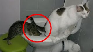 ЛЮБОПЫТНЫЕ КОТЫ ЛЕЗУТ В КАЖДУЮ ДЫРКУ! СМЕШНЫЕ КОШКИ и СОБАКИ ПРИКОЛЫ С ЖИВОТНЫМИ