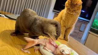 鯛を丸ごと1匹もらったカワウソと猫の反応の違い Difference in reaction between otter and cat who received a whole snapper