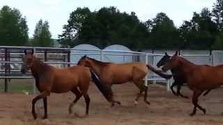 ООО "Ахалтекинец" Продажа лошадей ахалтекинской породы. LLC "Akhalteke" Horses for sale Akhal-Teke