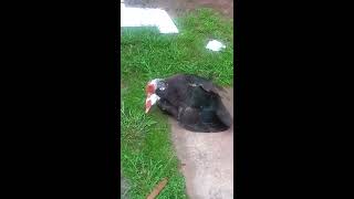 Ducks mating