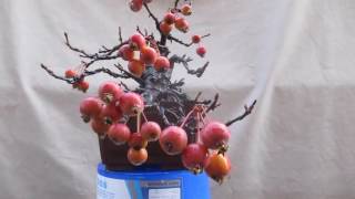 Prebonsai malus everest "hankengai" 14/12/16