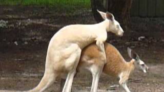 Canguro impegnatissimo... a Caversham (Perth - WAus)
