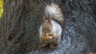 Белка ест орешек / Squirrel eats a nut