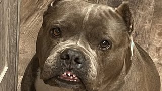 This dog may not be a dentist's dream. But she does the best dinner twirls.