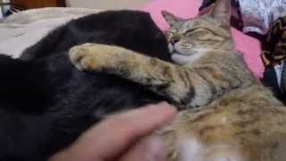 乳を飲もうとするが断られる猫　-The cat which it is going to swallow up the milk, but is declined-