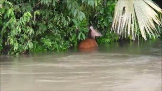 Amazonia - El Coca - Ecuador 2016