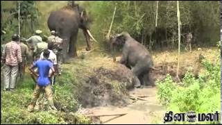 Elephant Saved in Kudalore - dinamalar