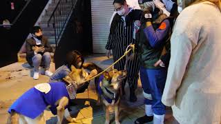 NARUTO カカシの忍犬が可愛すぎる ハロウィン アメ村 2020 Halloween Osaka #ハロウィン #Halloween #NARUTO