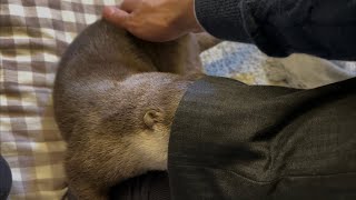 カワウソさくら 粘着力が強すぎて離れないカワウソ Otter that cannot be separated due to their strong adhesiveness