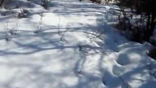 PART 3 ~ UNBELIEVABLE BIGFOOT TRACKS & HAIR FOUND IN S, FORK UTAH ON ( MAR - 5 - 2013 )