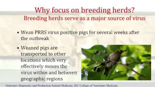 Dr. Derald Holtkamp - Development of a PRRS Outbreak Investigations Program
