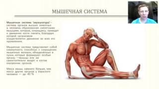Мышечная система. Фитнес-вебинар PowerMatrix 21.07.2016