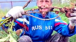 Китайский метод. Картофель. Часть 5. УРОЖАЙ. 2017 год.