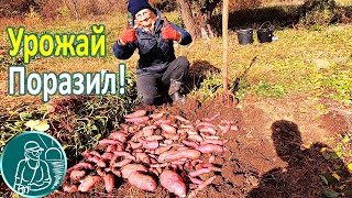 Удивила посадка батата клубнями Сбор урожая ???? Выращивание батата по технологии Гордеевых