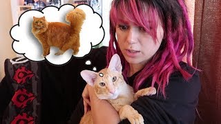 ФИНАЛЬНАЯ ФАНТАЗИЯ МОЕГО КОТА