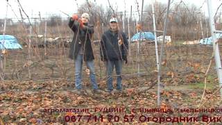 Мастер-класс по обрезке винограда. 2 минуты на куст!!!