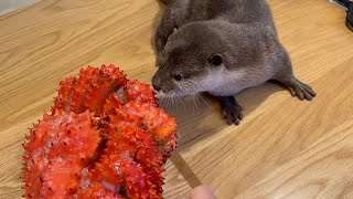 初めて見る食べ物たちに興味津々なカワウソ otter is curious to see food for the first time.