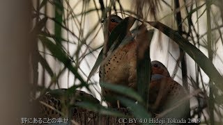【音量注意】コジュケイ さえずり Chinese bamboo partridge 関東の山 3月下旬 野鳥4K 空屋根FILMS#895