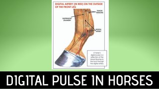 Digital Pulse in the Horse  - Why, Where and How to take