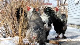 Куры. Брама тёмная Породы кур Hens. "Dark Brahmas" Breeds of hens