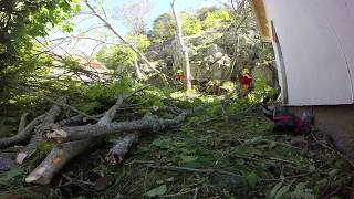 Felling leaners
