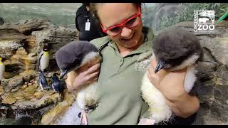 Rockhopper Penguin Chicks Introduced to Colony - Cincinnati Zoo