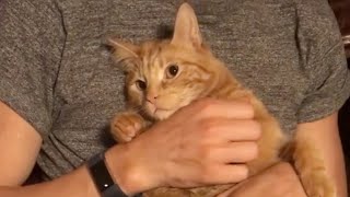 Wobbly cat brings nothing but joy to human family (Healthy cat with cerebellar hypoplasia)