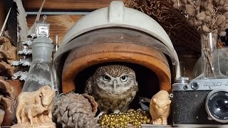 Совёнок Лучик соблюдает противопожарную безопасность и вам велит!